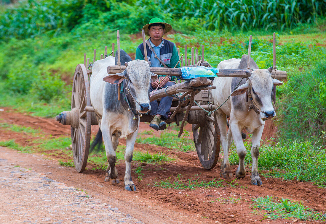 Burmese farmer riding ox cart in Shan state Myanmar