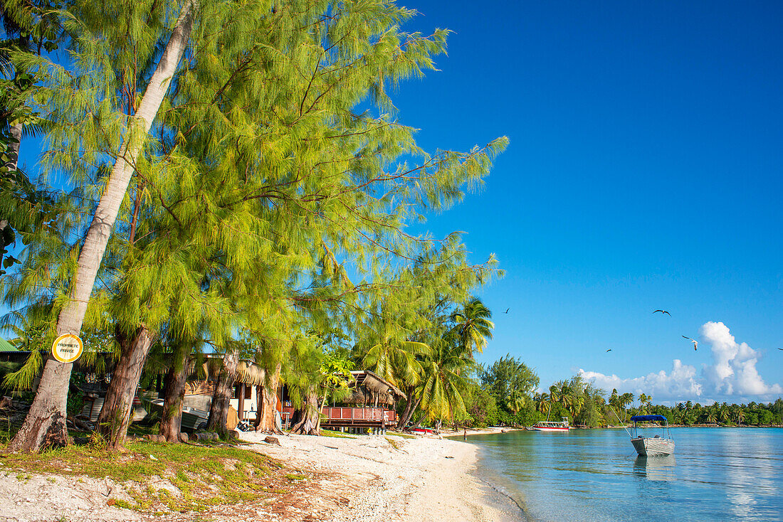 Beach of Rangiroa, Tuamotu Islands, French Polynesia, South Pacific.