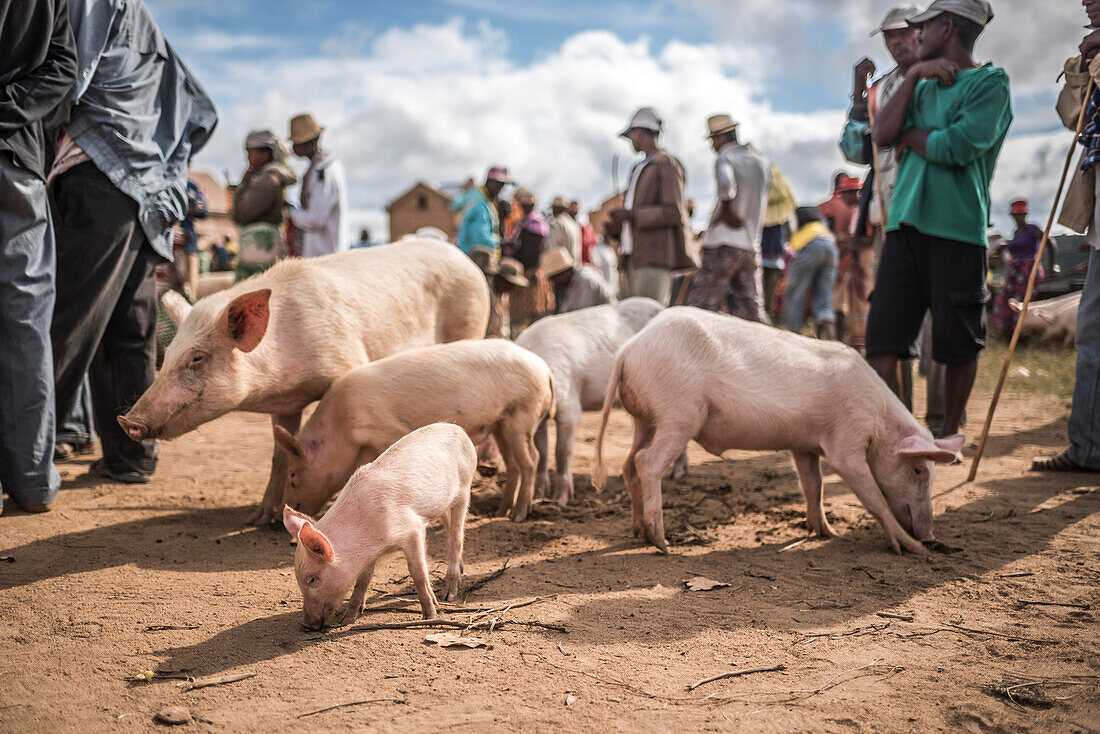 Andohasana Montag Schweinemarkt, Zentrales Hochland von Madagaskar
