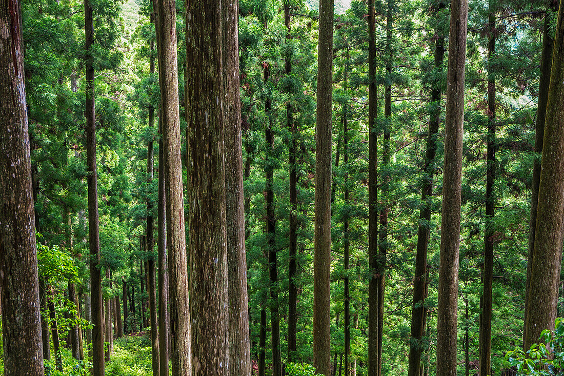 Kumano Kodo pilgrimage route. Forest at Mizunomi-oji. Nakahechi. Wakayama Prefecture. Kii Peninsula. Kansai region. Honshü Island .UNESCO World Heritage Site. Japan