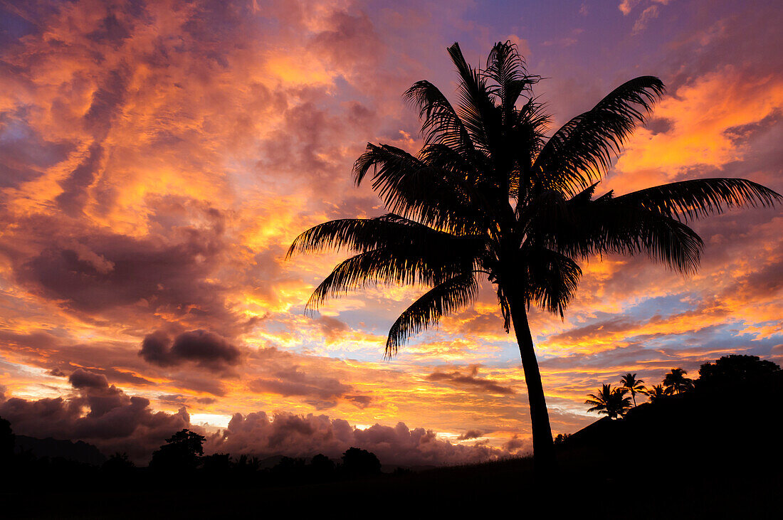 Sonnenaufgang und Kokosnusspalme, Nadi, Insel Viti Levu, Fidschi.