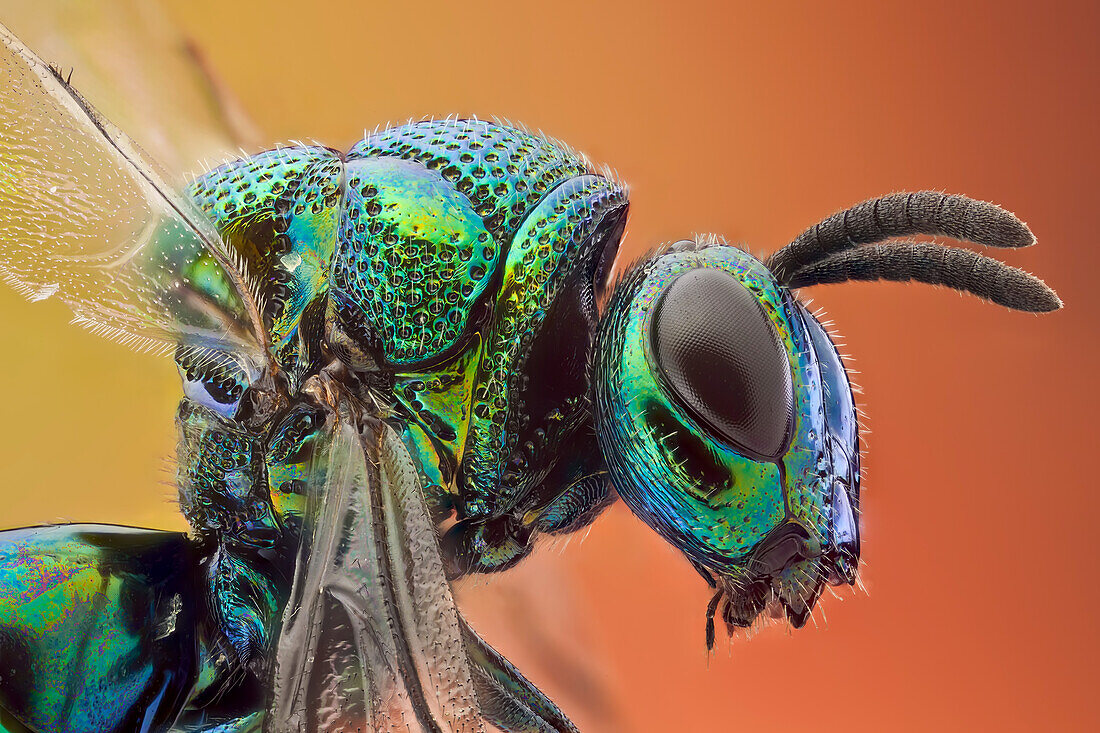 Some kind of cucko wasp, there arer over 3000 species. Parasitoid or cleptoparasitic wasps, this one is highly sculptured, with brilliantly colored metallic-like body