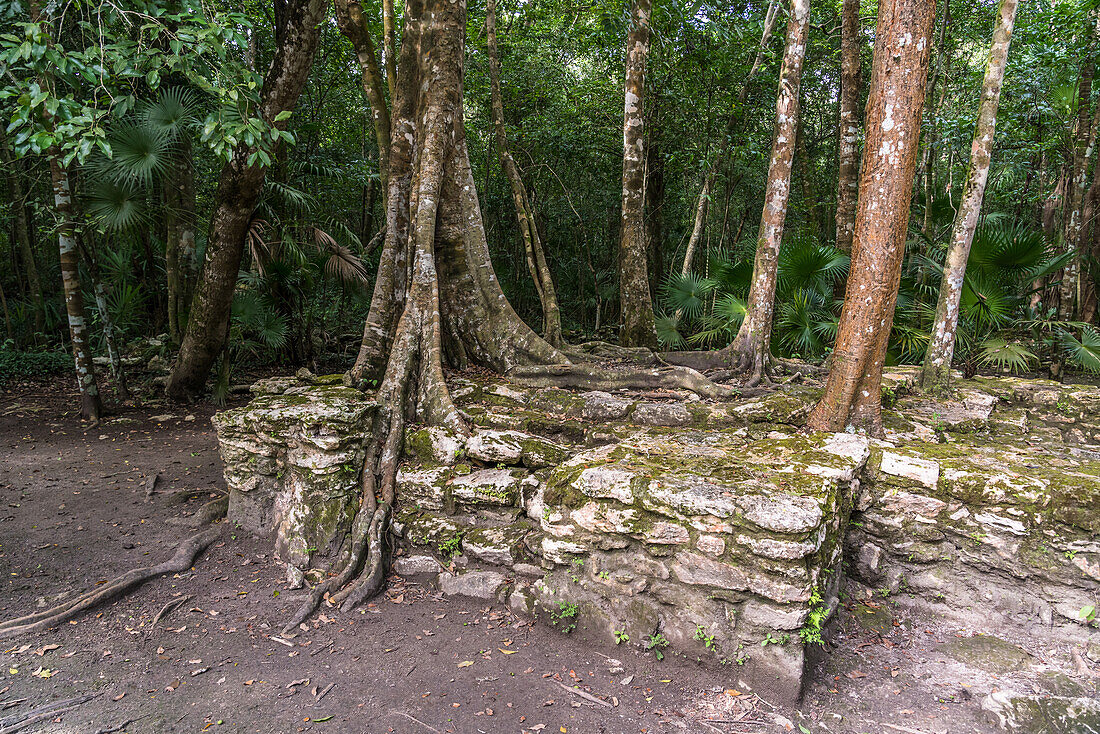 Jungle trees reclaiming the ruins of the Mayan city of Muyil or Chunyaxche in the Sian Ka'an UNESCO World Biosphere Reserve in Quintana Roo, Mexico.