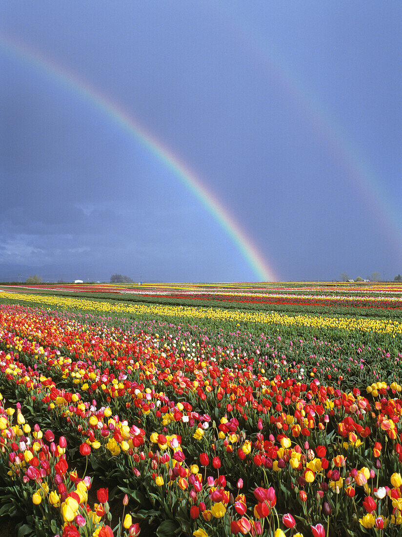 Rainbow over field of tulips; Wooden Shoe Tulip Farm, Mount Angel, Oregon.