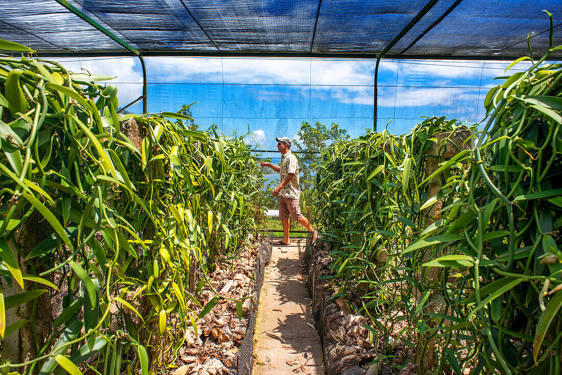 Moorea, Französisch-Polynesien, Gesellschaftsinseln, Südpazifik. Auf einer Fläche von etwa 280 m² werden Vanillepflanzen auf künstlichen Schutzvorrichtungen angebaut. Diese Art der Kultur schützt sie vor den Angriffen der Sonne, der Vögel und aller Arten von Schädlingen.