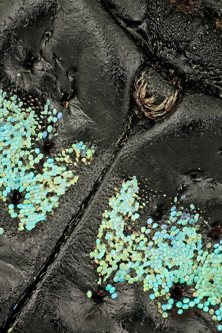 Diese Rüsselkäfer gehören zu den farbenprächtigsten der Welt; die Flügeldecken weisen quer verlaufende schwarze, blaue und grüne Bänder auf. Die blauen und grünen Farben stammen von sehr kleinen Schuppen.