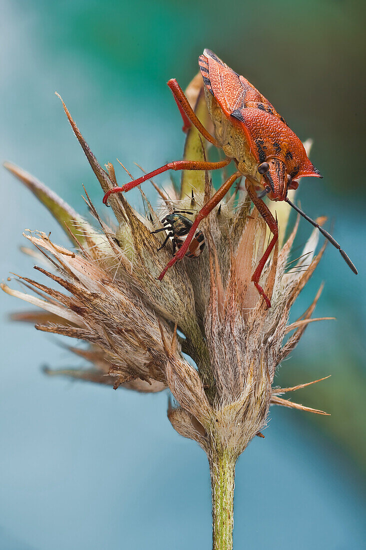 Ein echter Käfer mit seiner Nymphe in einer getrockneten Wildblume