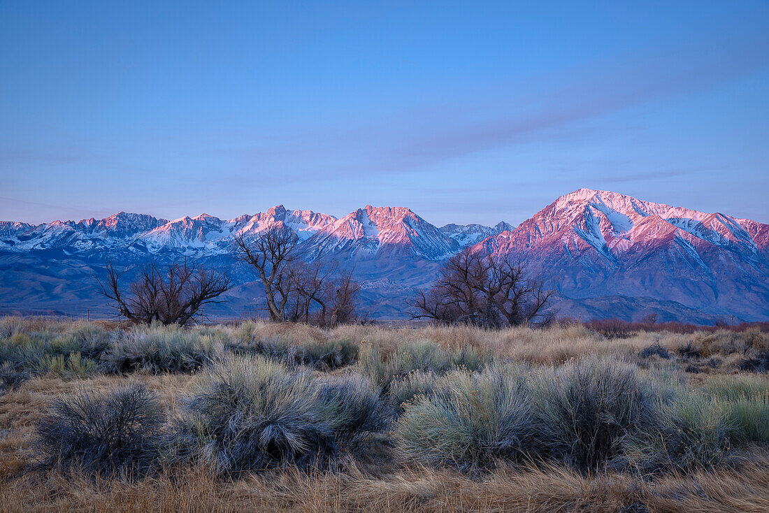 Salbei, Cottonwoods und die Berge der Sierra Nevada bei Sonnenaufgang; in der Nähe von Bishop, Kalifornien.