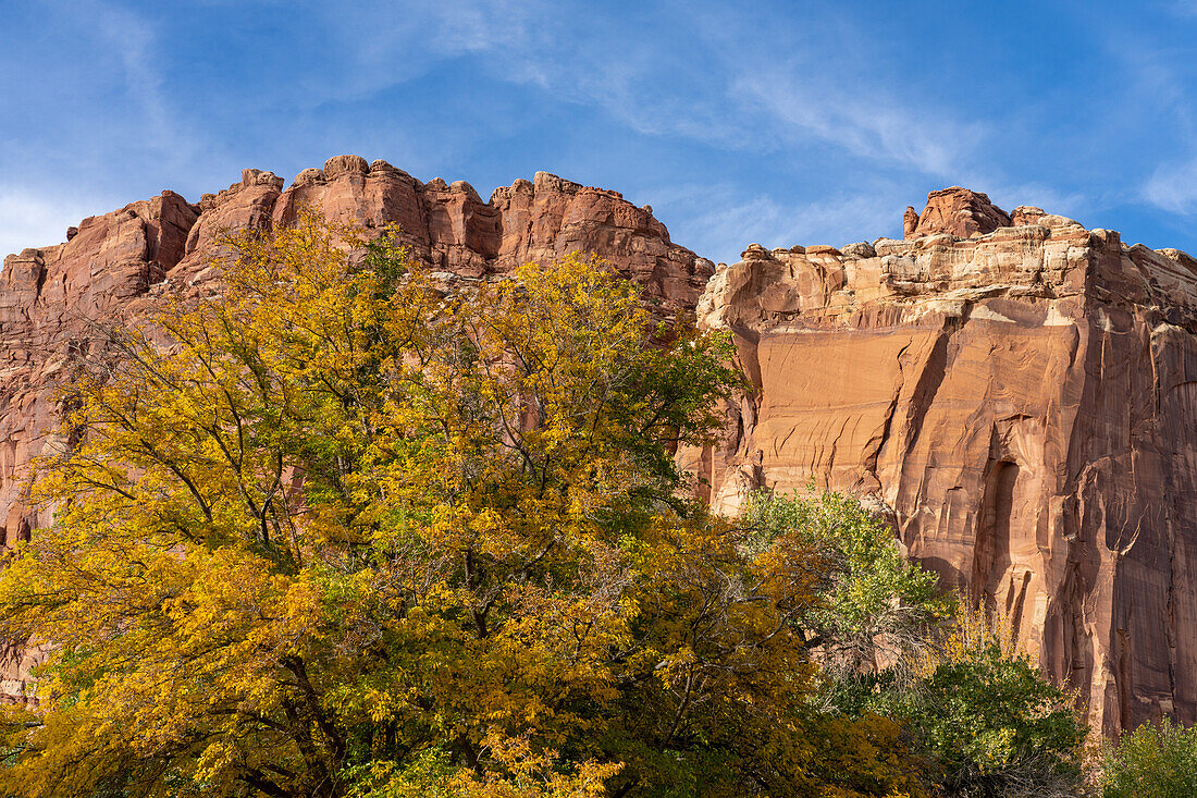 Herbstlich gefärbte Cottonwood-Bäume, Populus fremonti, und Sandsteinfelsen im Capitol Reef National Park, Utah.