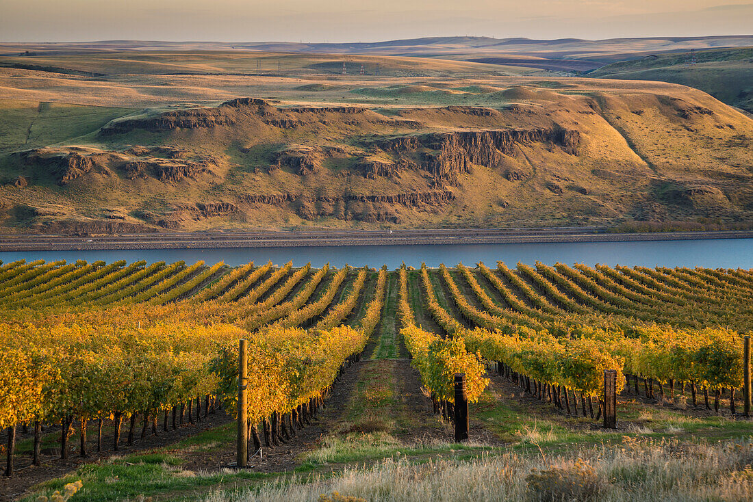 Maryhill Winery Weinberge mit Blick auf den Columbia River; Maryhill, Washington.