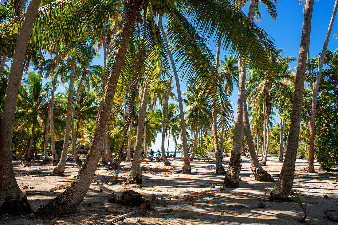 Insel Taha'a, Französisch-Polynesien. Motu Mahana Palmen am Strand, Taha'a, Gesellschaftsinseln, Französisch-Polynesien, Südpazifik.