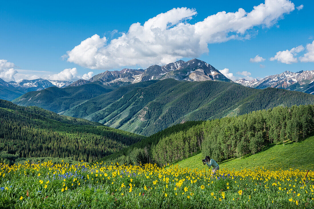Naturfotografin bei der Arbeit mit Wildblumen in Annie Basin in den Rocky Mountains bei Aspen, Colorado.