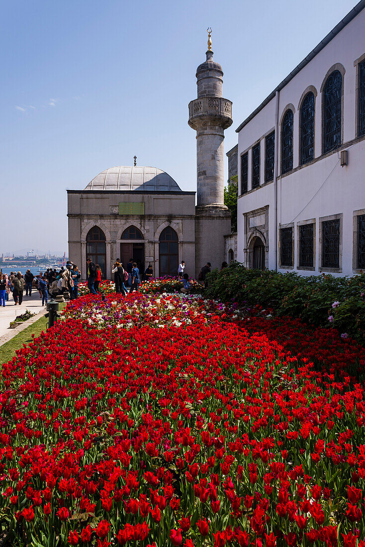 Red tulips at Topkapi Palace, Istanbul, Turkey