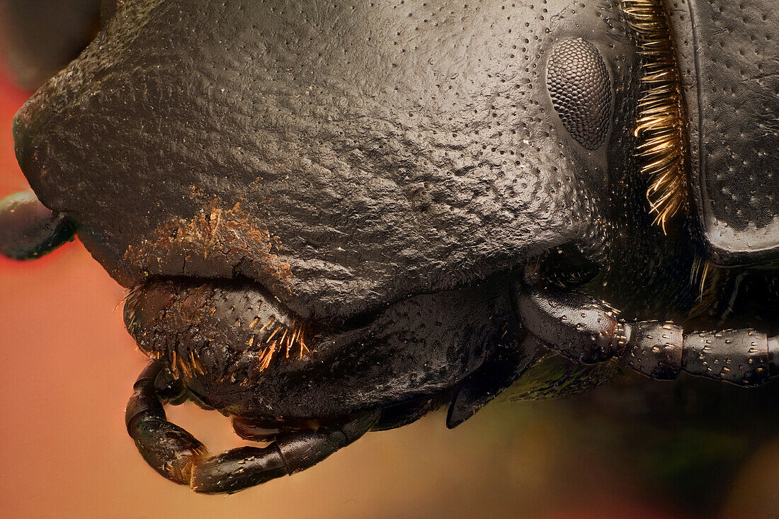 A beetle species found in costal areas and sand dunes, sometimes you can see the marks it leaves on the sand