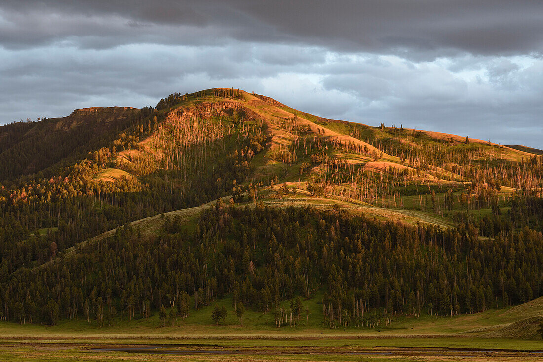 Letztes Licht auf dem Specimen Ridge über dem Lamar Valley, Yellowstone National Park, Wyoming.