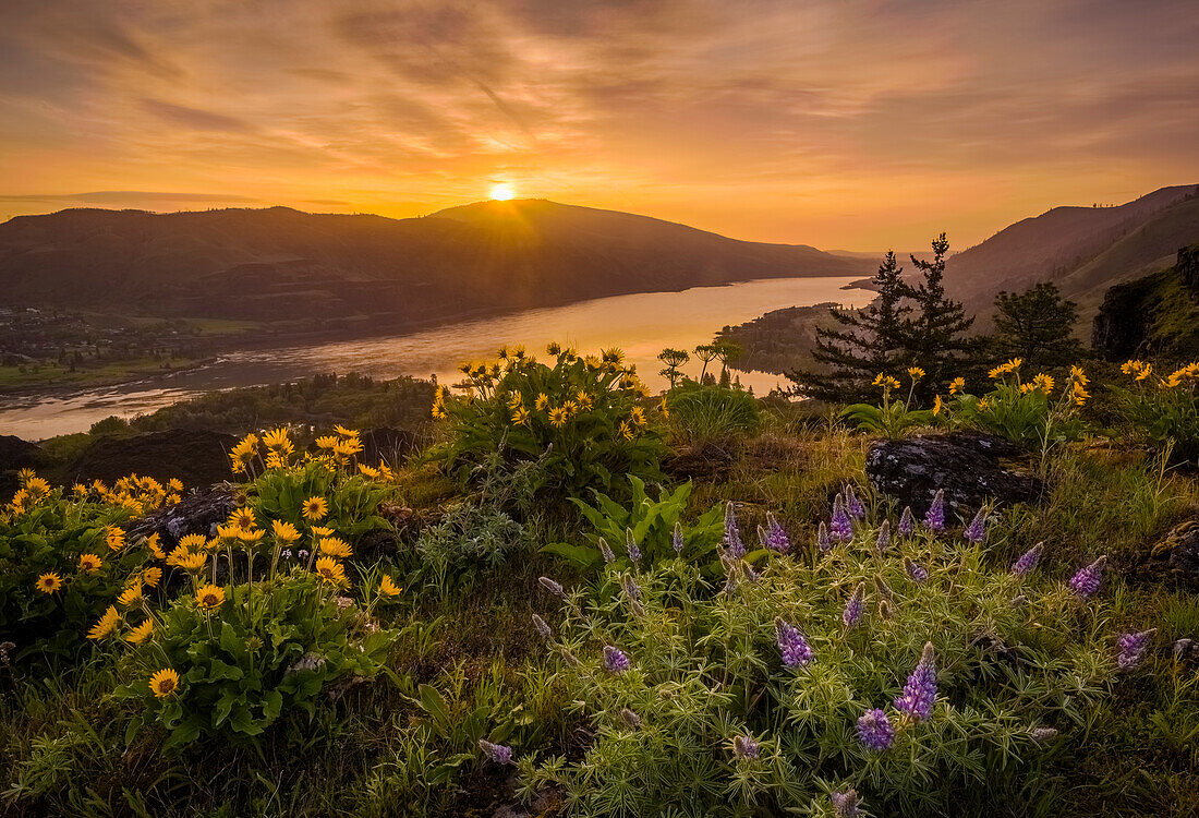 Lupine and balsamroot at Rowena Crest, Oregon, with sunrise over the Columbia River Gorge.