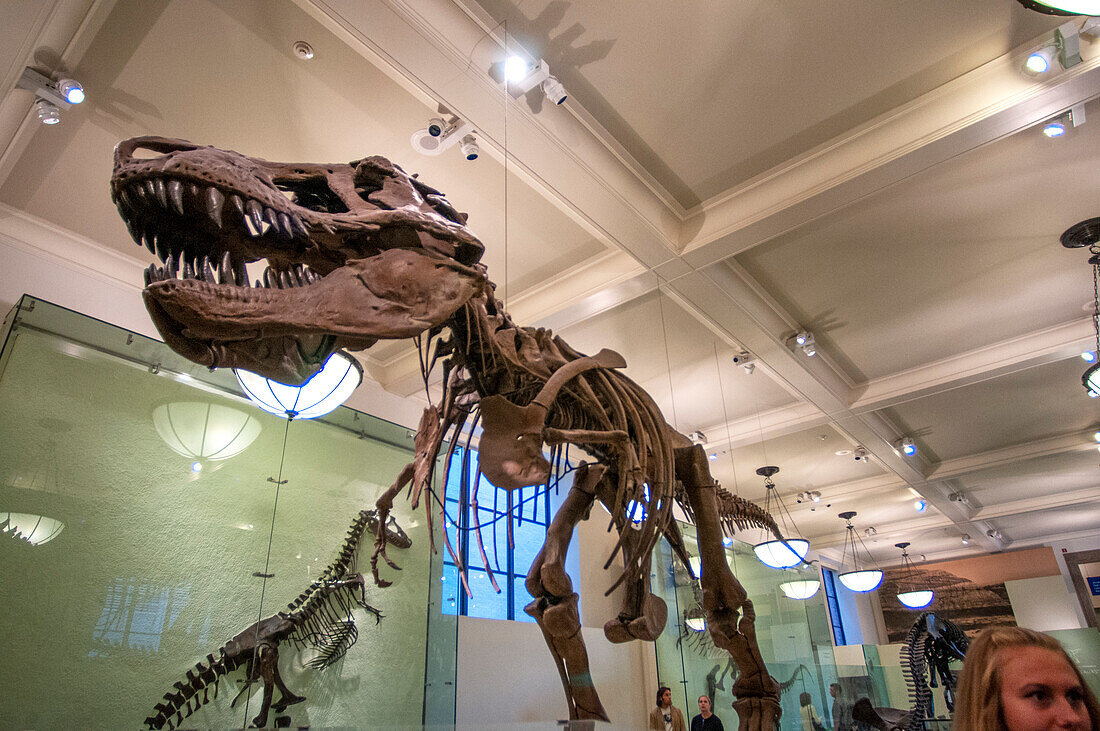 Fossil specimen of the plant-eating dinosaur Triceratops in the American Museum of Natural History. New York City, New York State, United States of America.