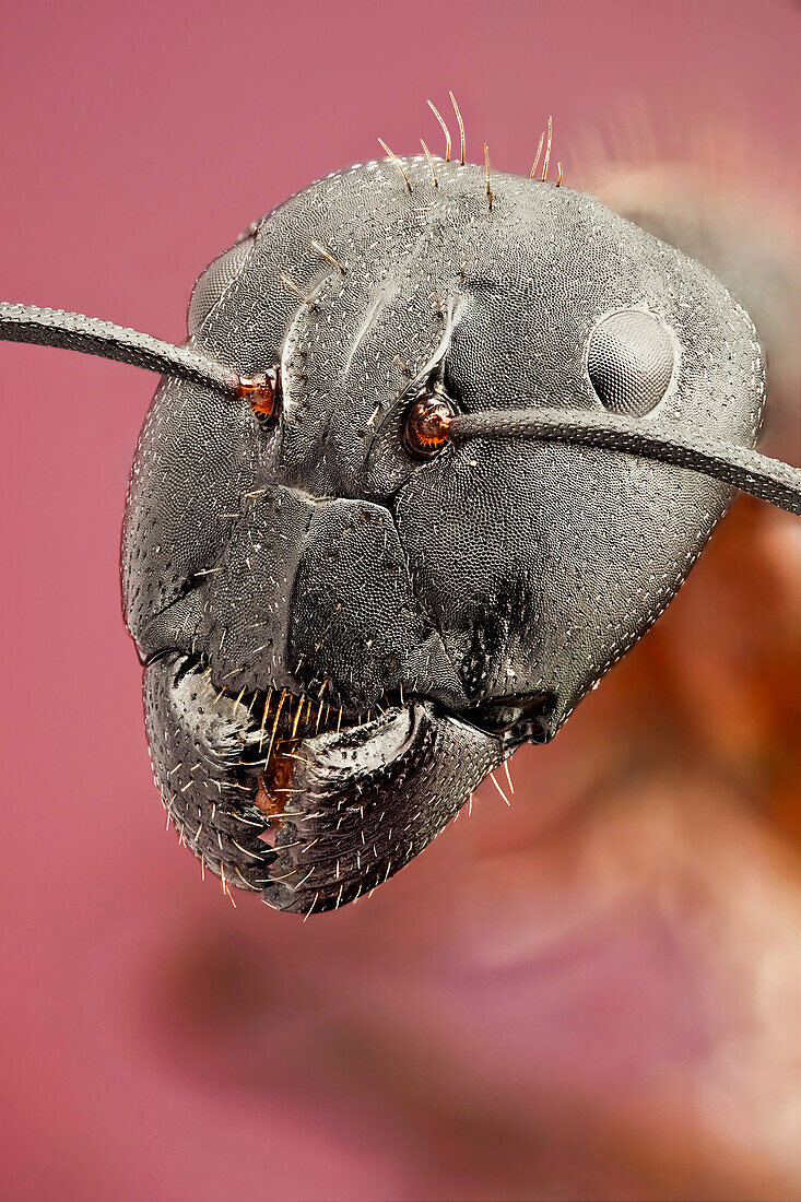 Camponotus cruentatus oder Rote Ameise; ein Porträt dieser schönen Ameise