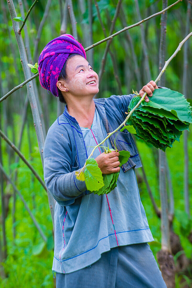 Burmese farmer working on a field in Shan state Myanmar