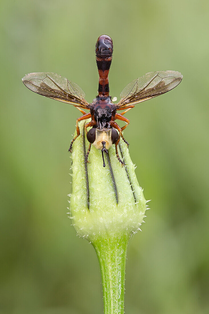 The Conopidae, usually known as the thick-headed flies, they are most frequently found at flowers, feeding on nectar wi