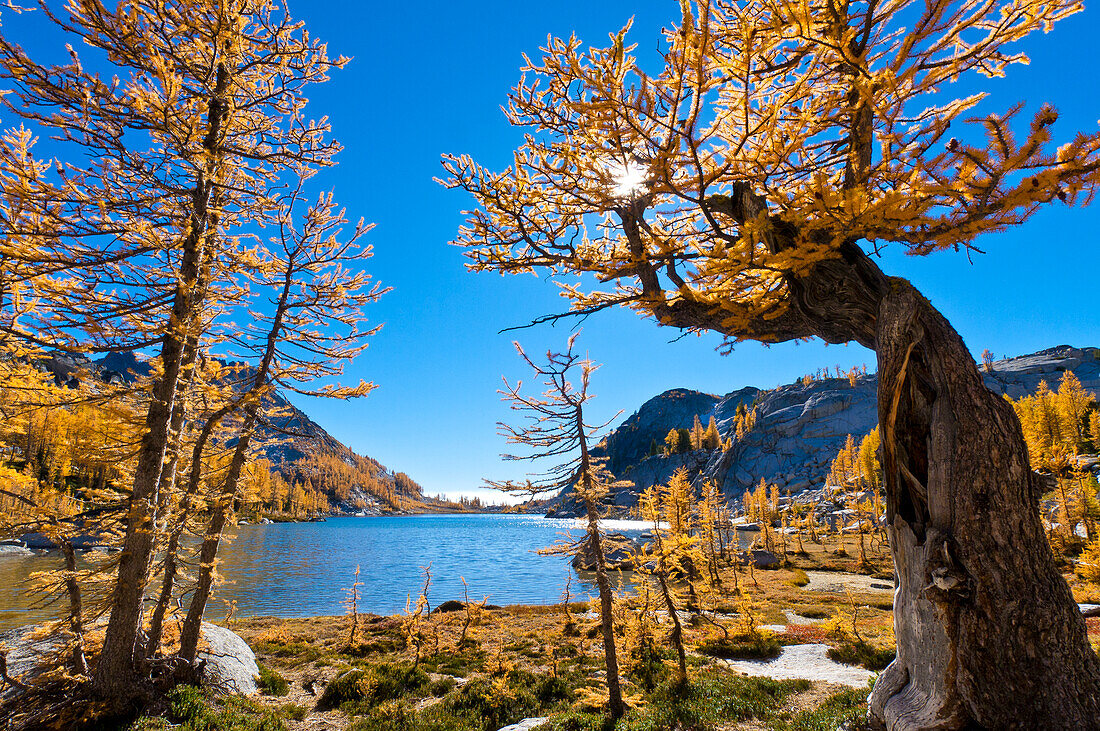 Alpine larch trees and Perfection Lake in The Enchantments, Alpine Lakes Wilderness, Washington.