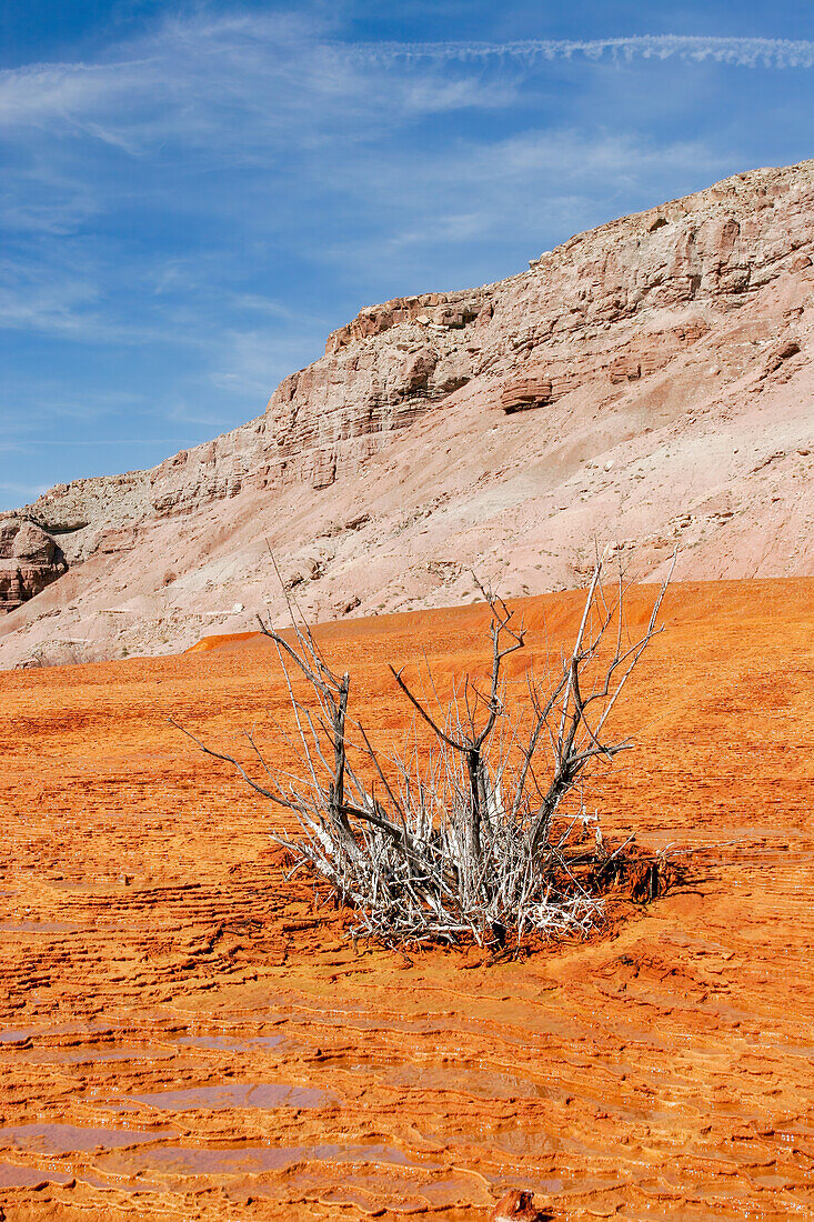 A dead shrub surrounded by colorful travertine deposits around the Crystal Geyser, a cold-water geyser near Green River, Utah.