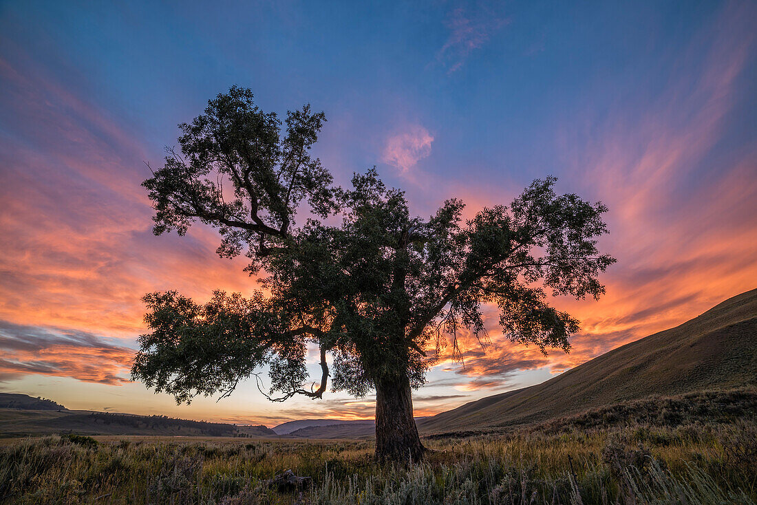 Cottonwood Tree bei Sonnenuntergang, Lamar Valley, Yellowstone National Park, Wyoming.