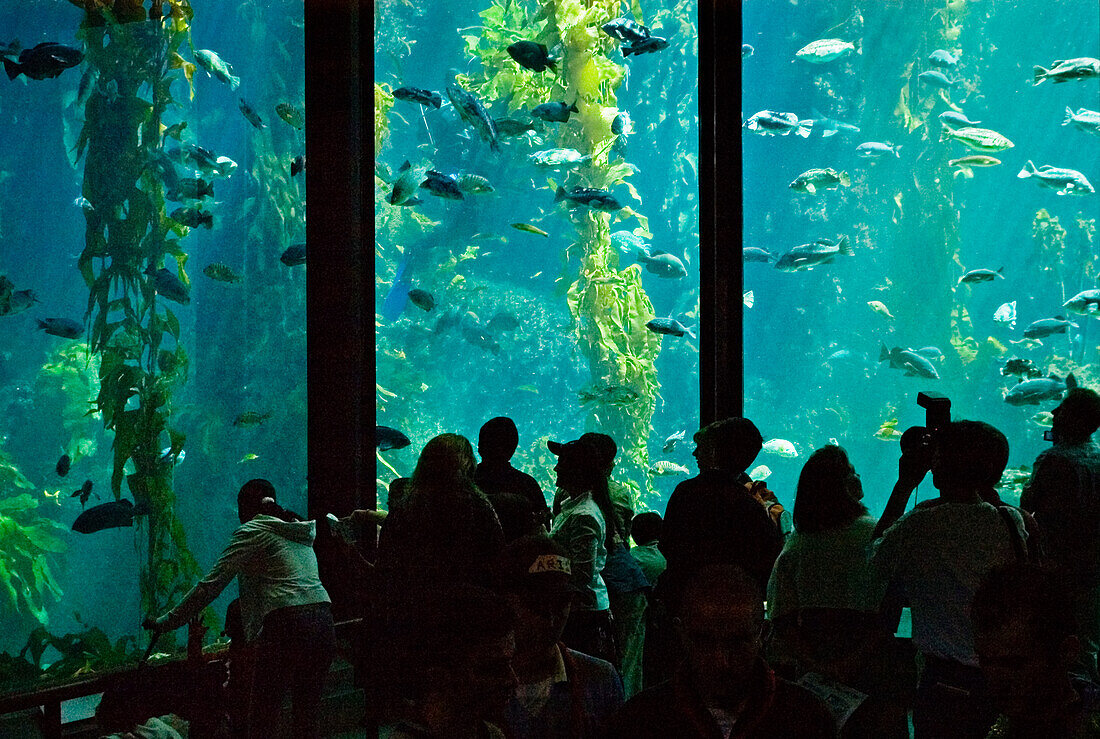 Monterey Bay Aquarium: visitors viewing three-story high fish tank; Monterey, California.