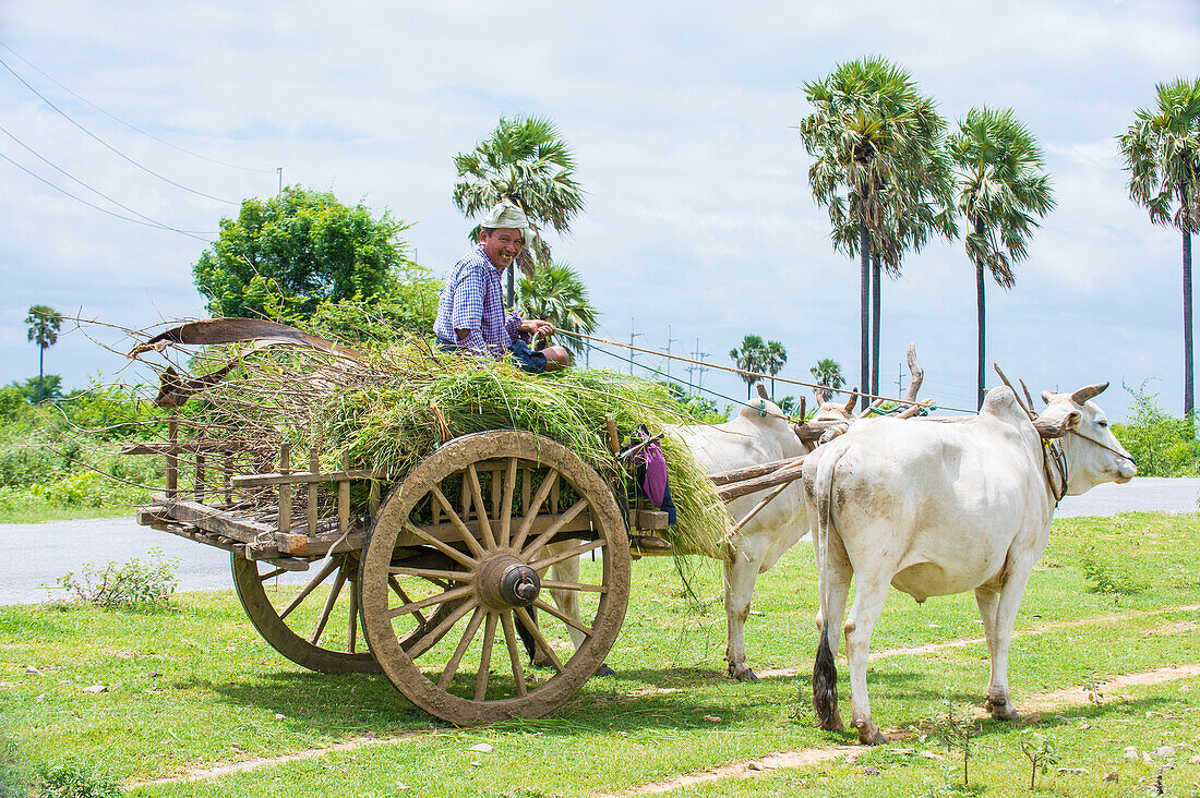 Ein burmesischer Bauer fährt auf einem Ochsenkarren im Shan-Staat Myanmar.