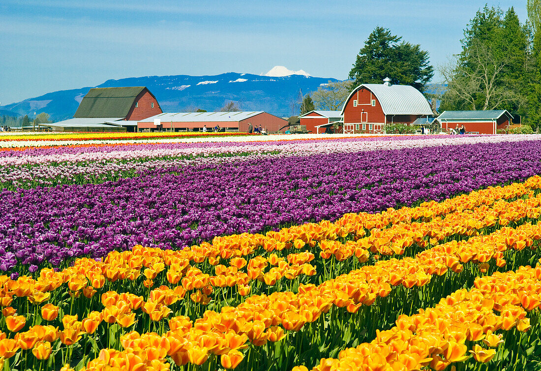 Tulpenfelder in Tulip Town, Skagit Valley, Washington.