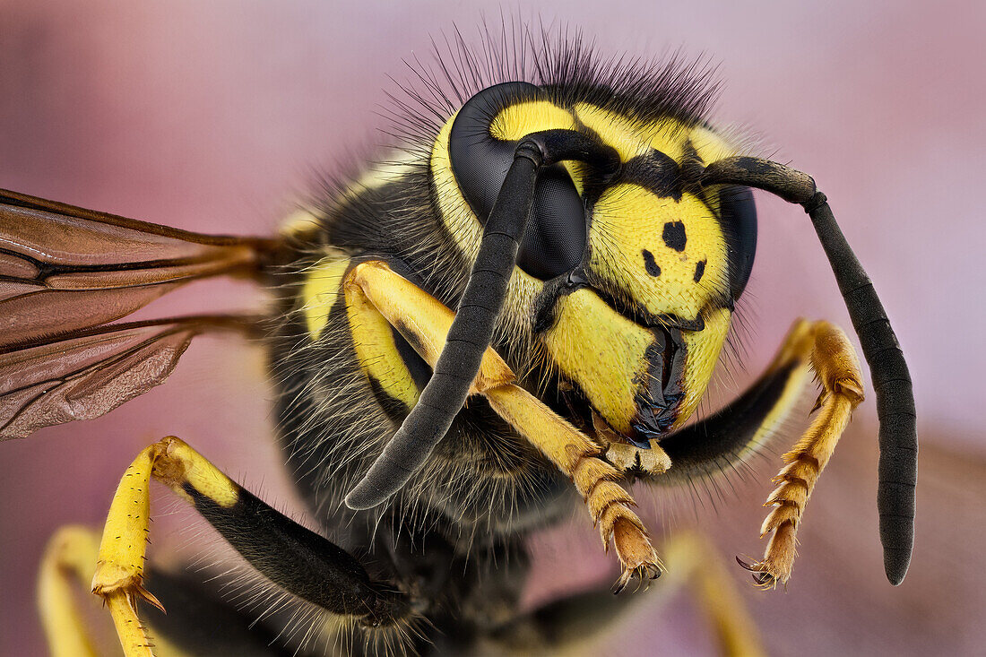 The German wasp has typical wasp colours of black and yellow. It is very similar to the common wasp (Vespula vulgaris), but its face has three tiny black dots.