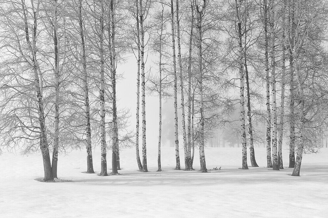 Espenbäume mit Nebel und Winterschnee; Crater Lake Highway bei Fort Klamath, Oregon.