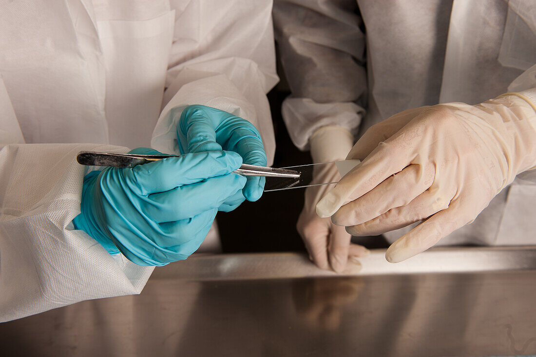 Necropsy Diagnostic lab at University of Maine