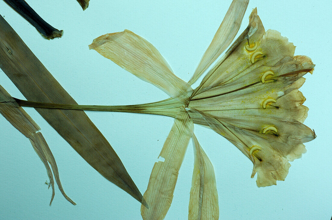 Flower pressed on a microscope slide