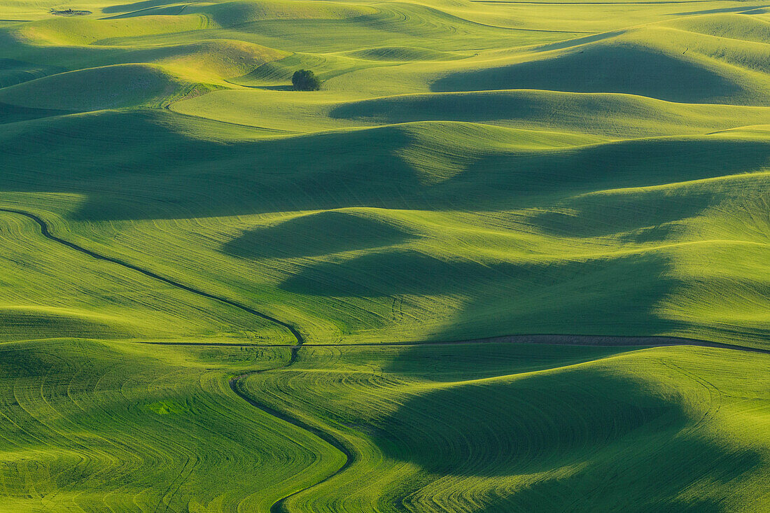 Weizenfelder in der Palouse-Region von Steptoe Butte, Washington.