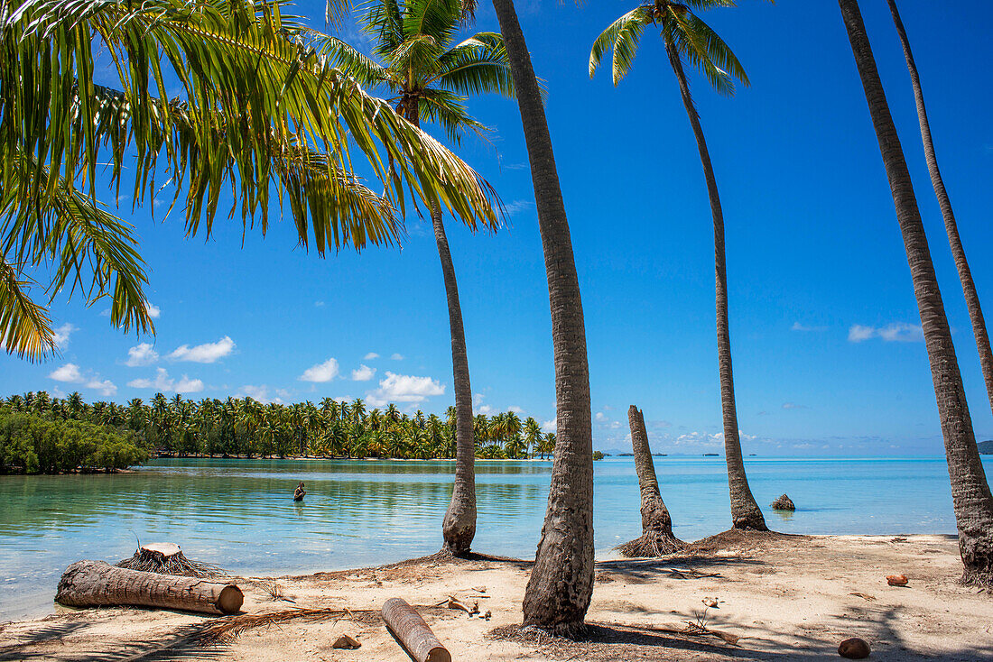 Tropisches Paradies am Meer Landschaft der Insel Taha'a, Französisch-Polynesien. Motu Mahana Palmen am Strand, Taha'a, Gesellschaftsinseln, Französisch-Polynesien, Südpazifik.