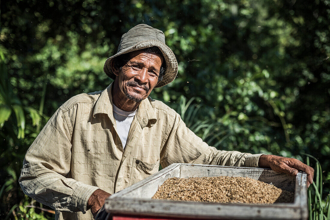 Porträt eines Mannes bei der Reisernte in Reisfeldern in Sungai Pinang in der Nähe von Padang in West Sumatra, Indonesien
