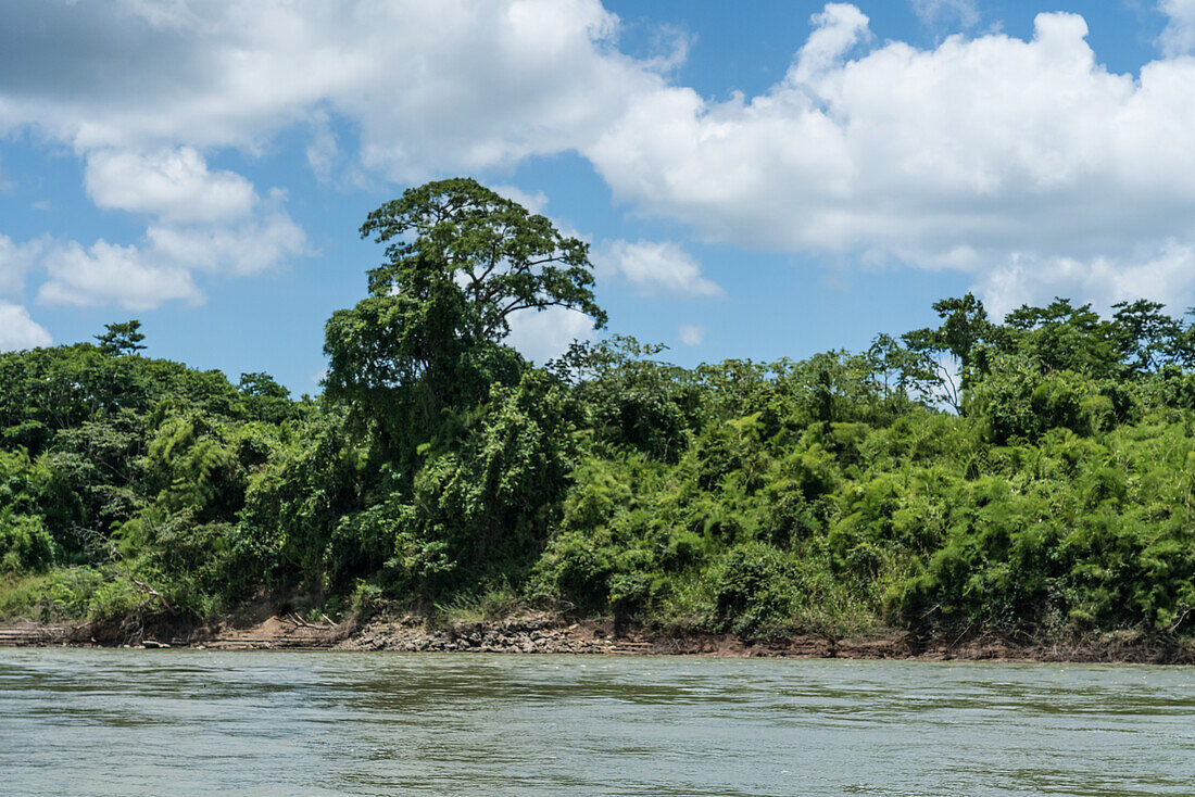 Ein großer Ceiba-Baum, der Baum des Lebens in der Maya-Mythologie, am guatemaltekischen Ufer des Usumacinta-Flusses.