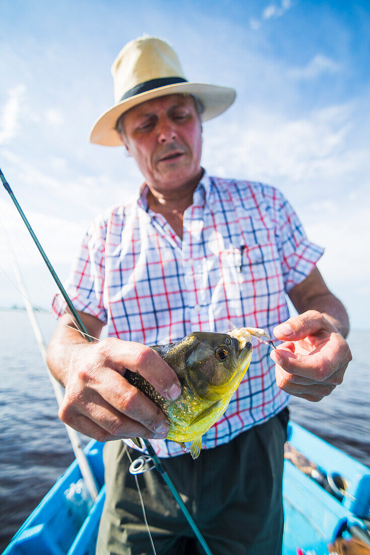 Piranha-Fischen in den Ibera-Feuchtgebieten, Estancia San Juan de Poriahu, Provinz Corrientes, Argentinien