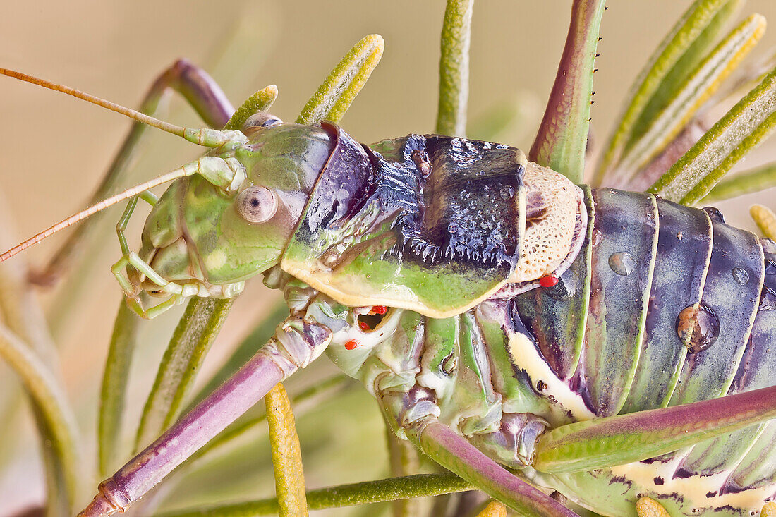 Eine Buschgrille auf einer Rosmarinpflanze. Die verkümmerten Flügel der Ephippiger-Arten sind flugunfähig und dienen nur zur Abgabe von Lauten. Dieses Exemplar ist von parasitären Milben befallen.