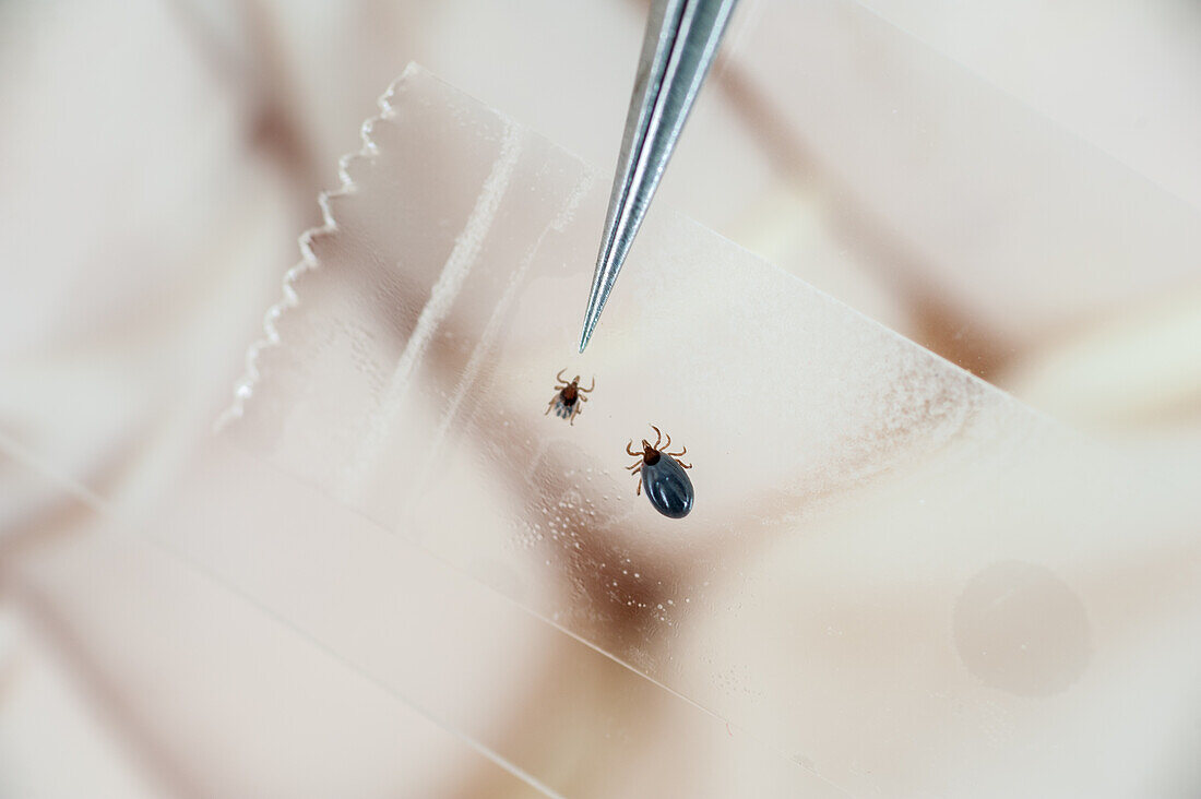 Pinzette an einer Zecke bei der Borreliose-Forschung in College Park, Maryland, USA