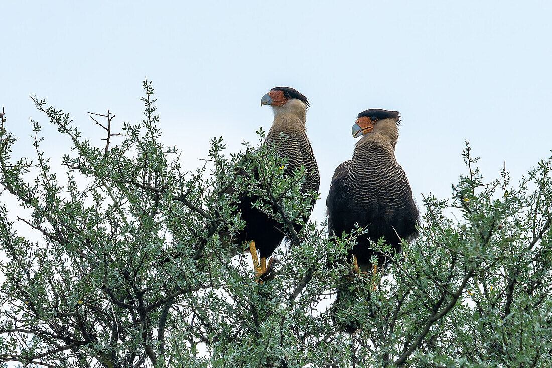 Zwei Schopfkarakaras, Caracara plancus, sitzen auf einem Baum in der Provinz San Luis, Argentinien.