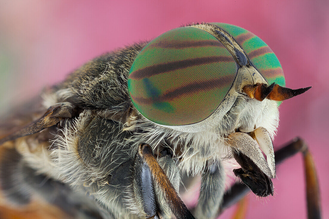 A Hybomitra affinis, horse fly. Horse flies are often large and agile in flight, and the females bite animals, including humans, to obtain blood. They prefer to fly in sunlight, avoiding dark and shady areas, and are inactive at night.