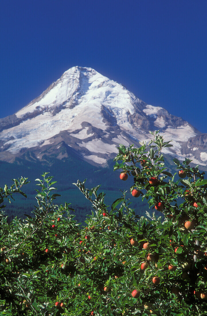 Apples on tree with peak of Mount Hood behind; Mt. Hood Organic Farms, Hood River Valley, Oregon.