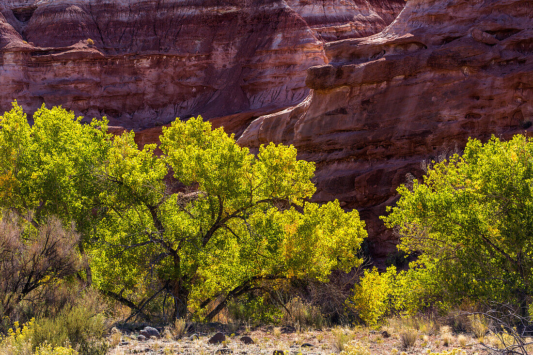 Cottonwood-Bäume, Populus fremontii, vor bunt erodiertem Sandstein im Capitol Reef National Park, Utah.