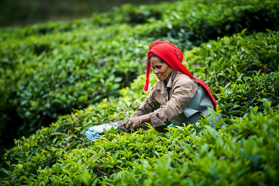 Tea pickers picking tea leaves in tea plantations in the mountains landscape at Munnar, Western Ghats Mountains, Kerala, India