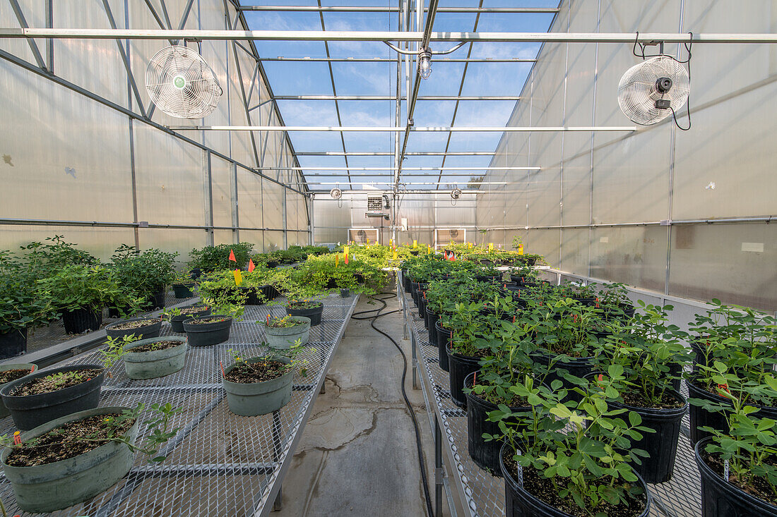 Inside greenhouse with metal tables filled with plastic potters containing peanut plants with identifying markers, Tifton, Georgia.