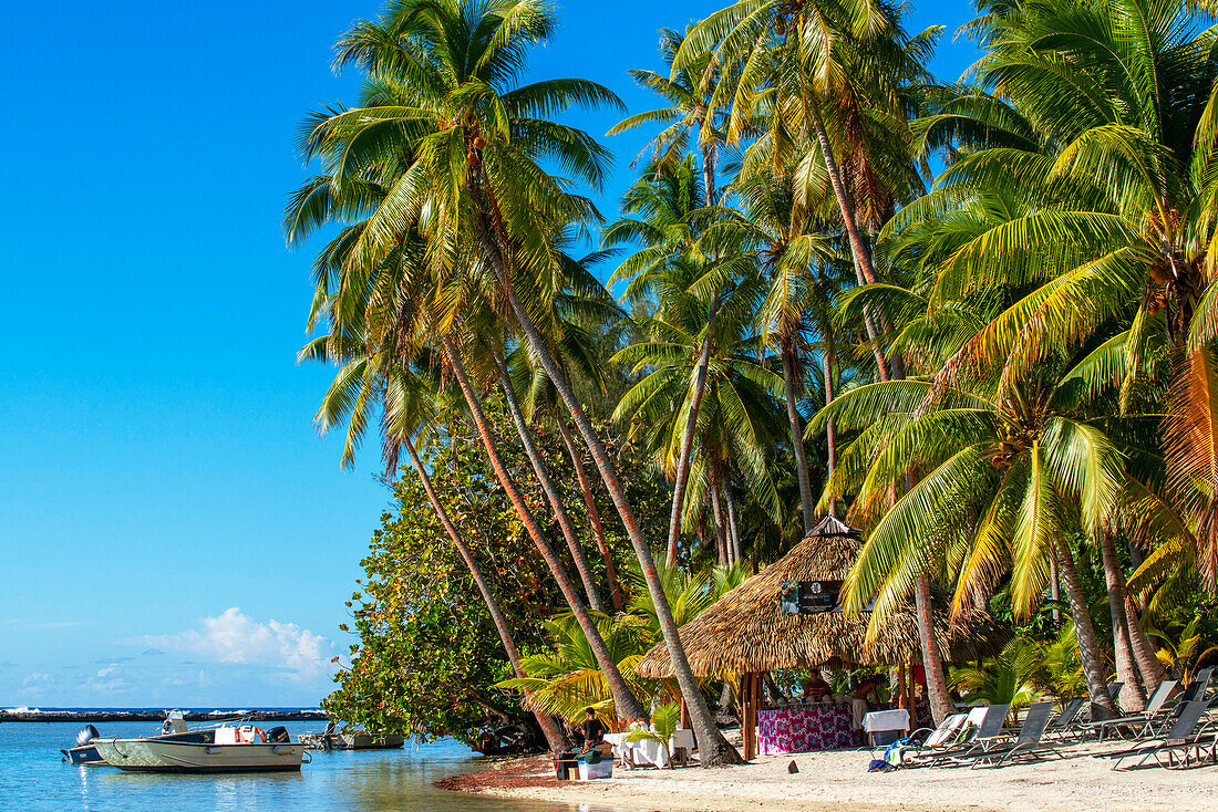 Insel Taha'a, Französisch-Polynesien. Motu Mahana Palmen am Strand, Taha'a, Gesellschaftsinseln, Französisch-Polynesien, Südpazifik.