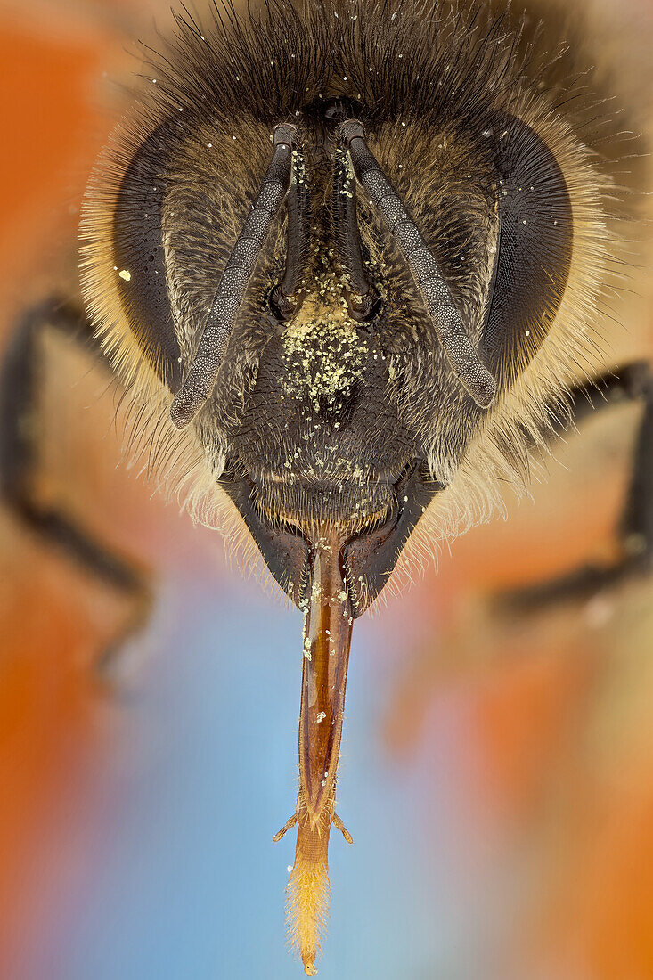 A bee with its tongue fully extended, it is covered in pollen; The tongue is long and hairy at the end, so is good for soaking up nectar