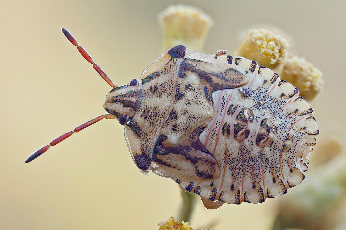 True bugs have modified piercing and sucking mouthparts; some suck plant juices and are plant pests, while others can bite painfully.